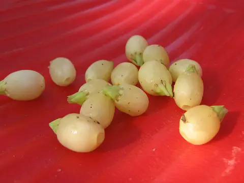 Alcohol (Vippa) Flowers